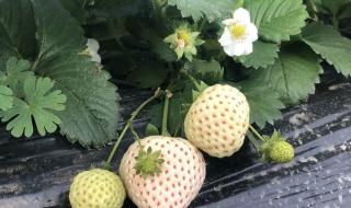 你浅浅的微笑就像乌梅子酱 你浅浅的微笑就像乌梅子酱