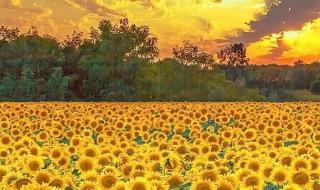 2024最火壁纸图片免费