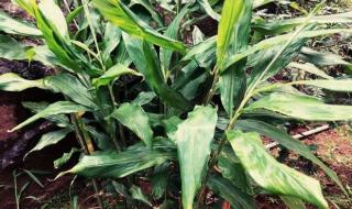 粽叶主要是哪些叶子 粽叶是什么植物的叶子_ 粽叶主要是哪些叶子 粽叶是什么植物的叶子_