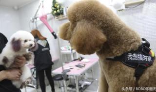 南京宠物美容师招聘 南京宠物美容师招聘